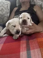 AKC yellow, a male Labrador Retriever for sale in Rochester, NY – 2 of 2