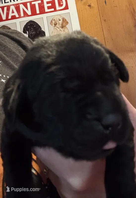 Black AKC LAB puppy  – Labrador Retriever puppy for sale in Rochester, NY