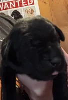 Black AKC LAB puppy , a female Labrador Retriever for sale in Rochester, NY – 1 of 2