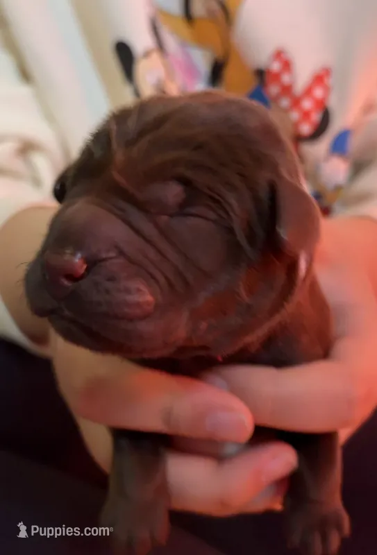 AKC lab pup chocolate  – Labrador Retriever puppy for sale in Rochester, NY
