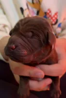 AKC lab pup chocolate , a male Labrador Retriever for sale in Rochester, NY – 1 of 3
