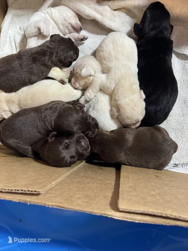 Fall AKC Lab pups – Labrador Retriever puppy for sale in Rochester, NY