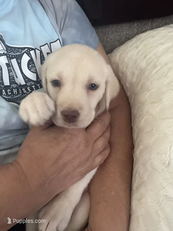 Yellow lab pup – Labrador Retriever puppy for sale in Rochester, NY