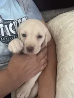 Yellow/white lab pup, a female Labrador Retriever for sale in Rochester, NY – 3 of 5