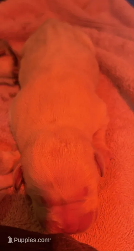 AKC lab pup – Labrador Retriever puppy for sale in Rochester, NY