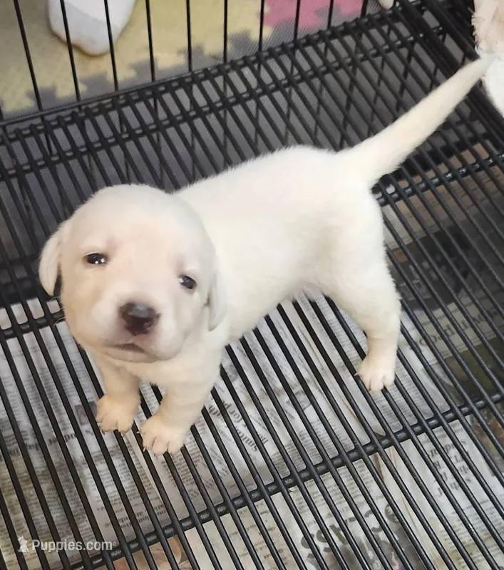 AKC LABS yellow – Labrador Retriever puppy for sale in Rochester, NY