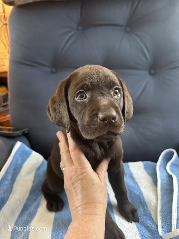 Tupper – Labrador Retriever puppy for sale in Rochester, NY