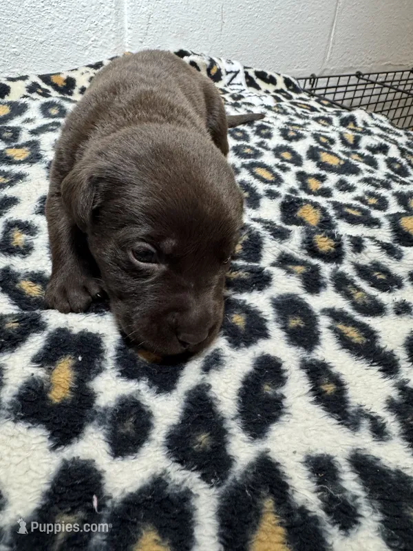 AKC choc – Labrador Retriever puppy for sale in Rochester, NY