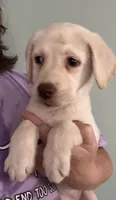 AKC LABS, a female Labrador Retriever for sale in Rochester, NY – 7 of 10