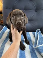 Tupper, a female Labrador Retriever for sale in Rochester, NY – 2 of 2