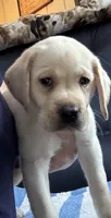 Tupper, a male Labrador Retriever for sale in Rochester, NY – 3 of 3