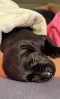 Hope, a female Labrador Retriever for sale in Rochester, NY – 3 of 3