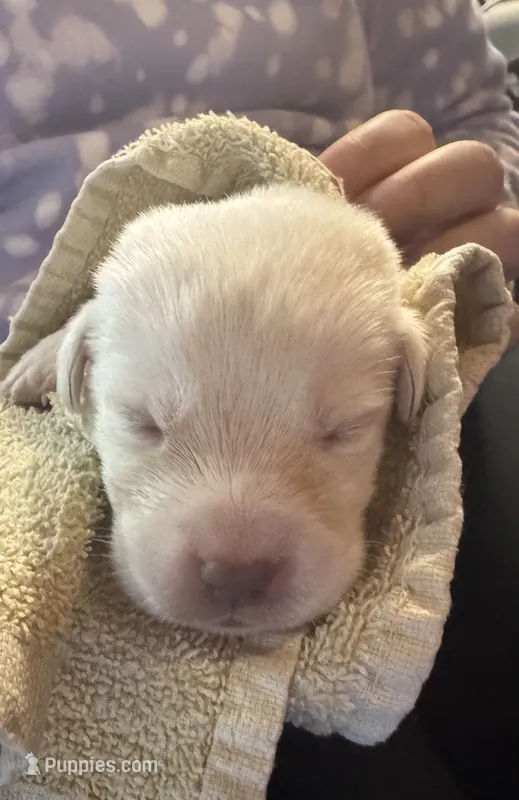 Yellow lab pup – Labrador Retriever puppy for sale in Rochester, NY