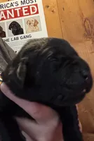 Black AKC LAB puppy , a female Labrador Retriever for sale in Rochester, NY – 2 of 2