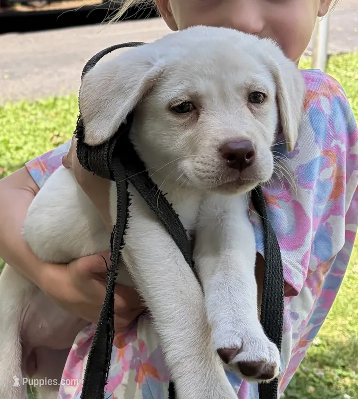 AKC LABS – Labrador Retriever puppy for sale in Rochester, NY