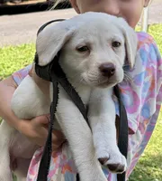 AKC LABS, a female Labrador Retriever for sale in Rochester, NY – 1 of 10