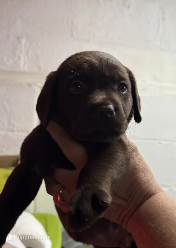 AKC LAB choc male – Labrador Retriever puppy for sale in Rochester, NY