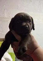 AKC LAB choc male, a male Labrador Retriever for sale in Rochester, NY – 1 of 1