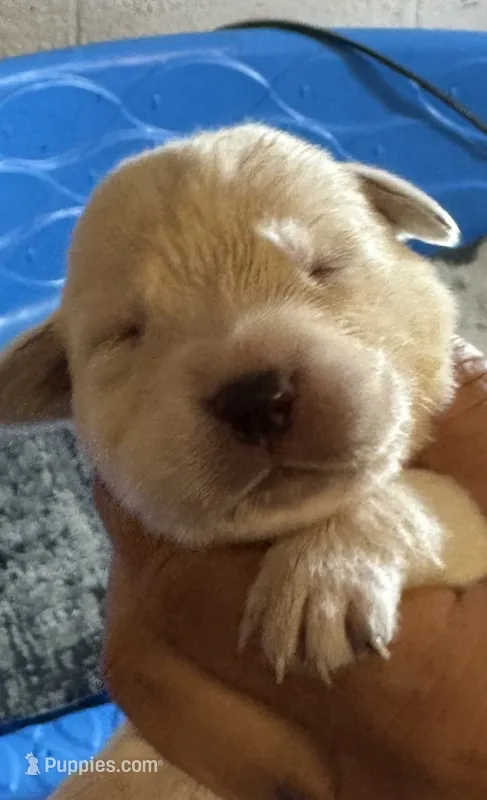 AKC LABS yellow – Labrador Retriever puppy for sale in Rochester, NY