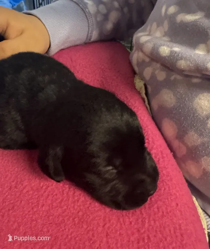 LAB pup Black – Labrador Retriever puppy for sale in Rochester, NY