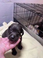 AKC lab pup chocolate , a male Labrador Retriever for sale in Rochester, NY – 3 of 3