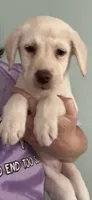 AKC LABS, a female Labrador Retriever for sale in Rochester, NY – 6 of 10