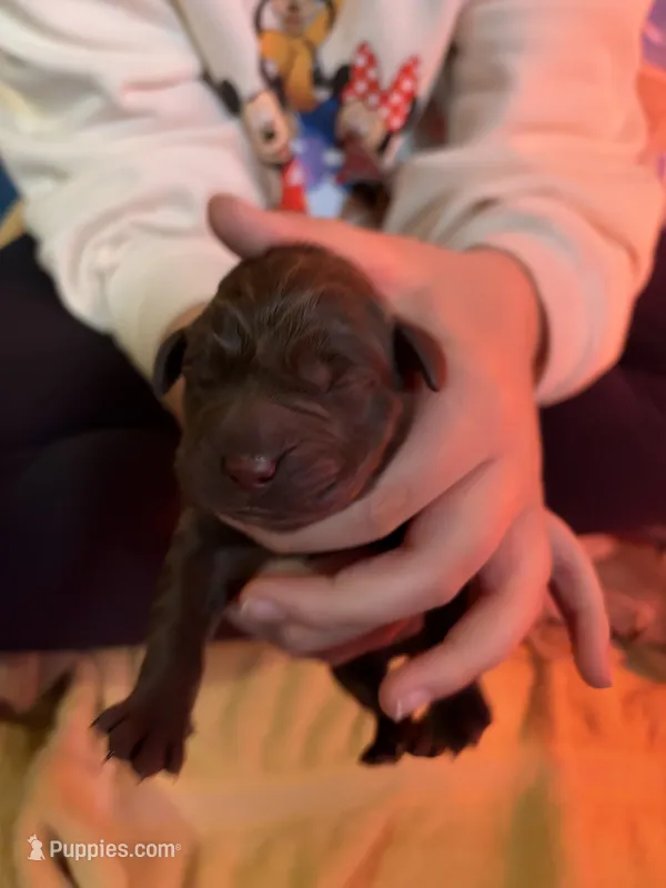Choc AKC lab pup, a male Labrador Retriever for sale in Rochester, NY – 1 of 1