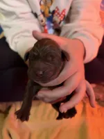 Choc AKC lab pup, a male Labrador Retriever for sale in Rochester, NY – 1 of 1