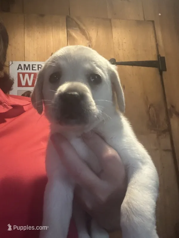 AKC pup – Labrador Retriever puppy for sale in Rochester, NY
