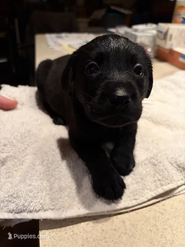 LAB pup Black – Labrador Retriever puppy for sale in Rochester, NY