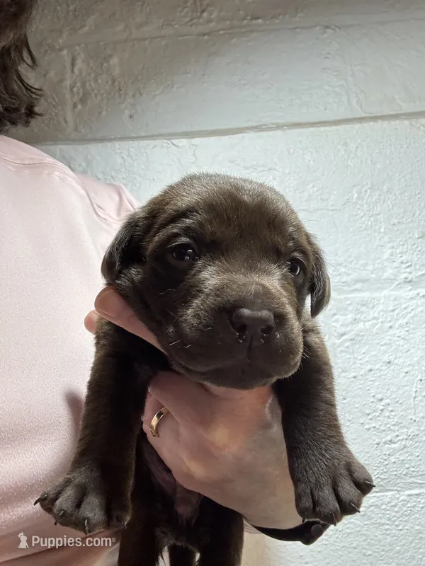 Choc AKC lab pup – Labrador Retriever puppy for sale in Rochester, NY