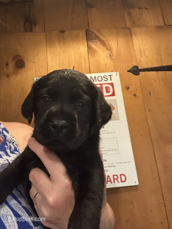 Hope – Labrador Retriever puppy for sale in Rochester, NY