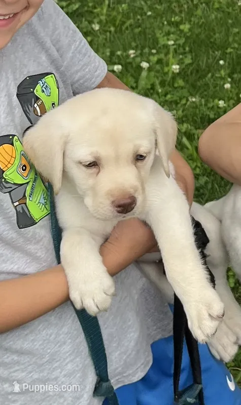 AKC yellow  – Labrador Retriever puppy for sale in Rochester, NY