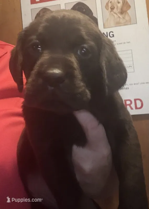AKC choc – Labrador Retriever puppy for sale in Rochester, NY
