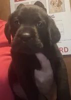 AKC choc, a female Labrador Retriever for sale in Rochester, NY – 1 of 1