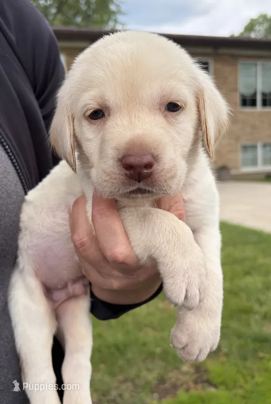 Ack Yellow  – Labrador Retriever puppy for sale in Rochester, NY