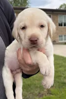Ack Yellow , a female Labrador Retriever for sale in Rochester, NY – 1 of 1