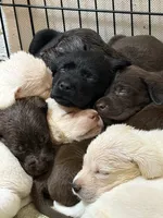 AKC lab pup chocolate , a male Labrador Retriever for sale in Rochester, NY – 2 of 3