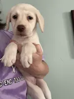 AKC LABS, a female Labrador Retriever for sale in Rochester, NY – 5 of 10