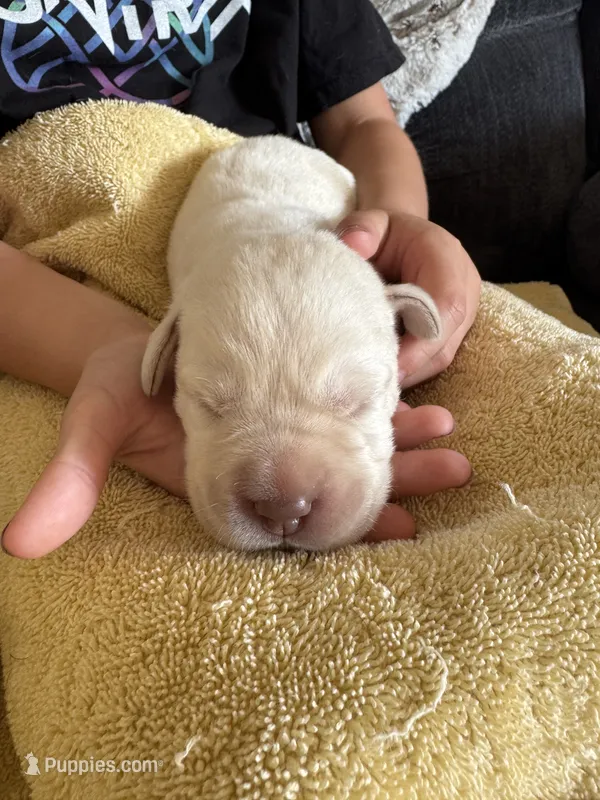 Unicorn – Labrador Retriever puppy for sale in Rochester, NY