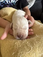 Unicorn, a male Labrador Retriever for sale in Rochester, NY – 1 of 3