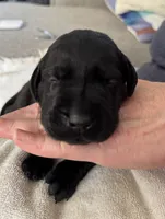 Hope, a female Labrador Retriever for sale in Rochester, NY – 1 of 3