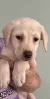 AKC LABS, a female Labrador Retriever for sale in Rochester, NY – 4 of 10