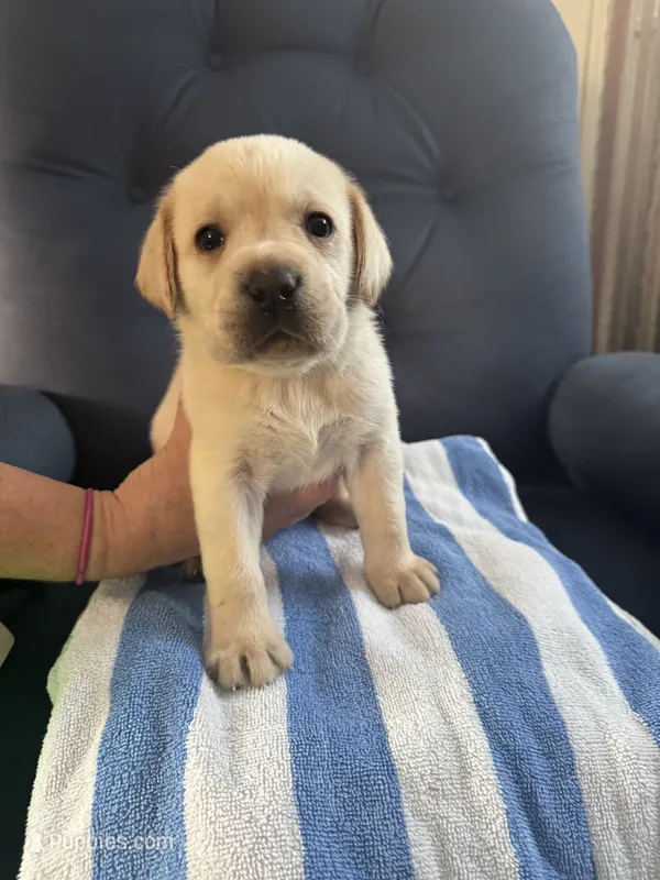 AKC puppy – Labrador Retriever puppy for sale in Rochester, NY