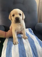 AKC puppy, a male Labrador Retriever for sale in Rochester, NY – 1 of 4