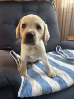 Placid, a female Labrador Retriever for sale in Rochester, NY – 3 of 3