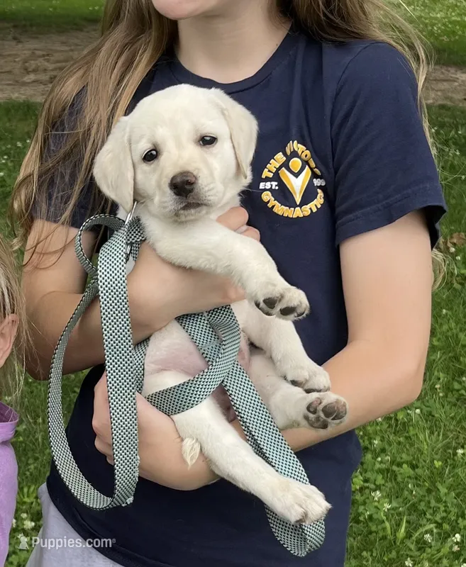 Yellow lab pup – Labrador Retriever puppy for sale in Rochester, NY