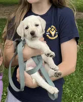 Yellow/white lab pup, a female Labrador Retriever for sale in Rochester, NY – 2 of 5