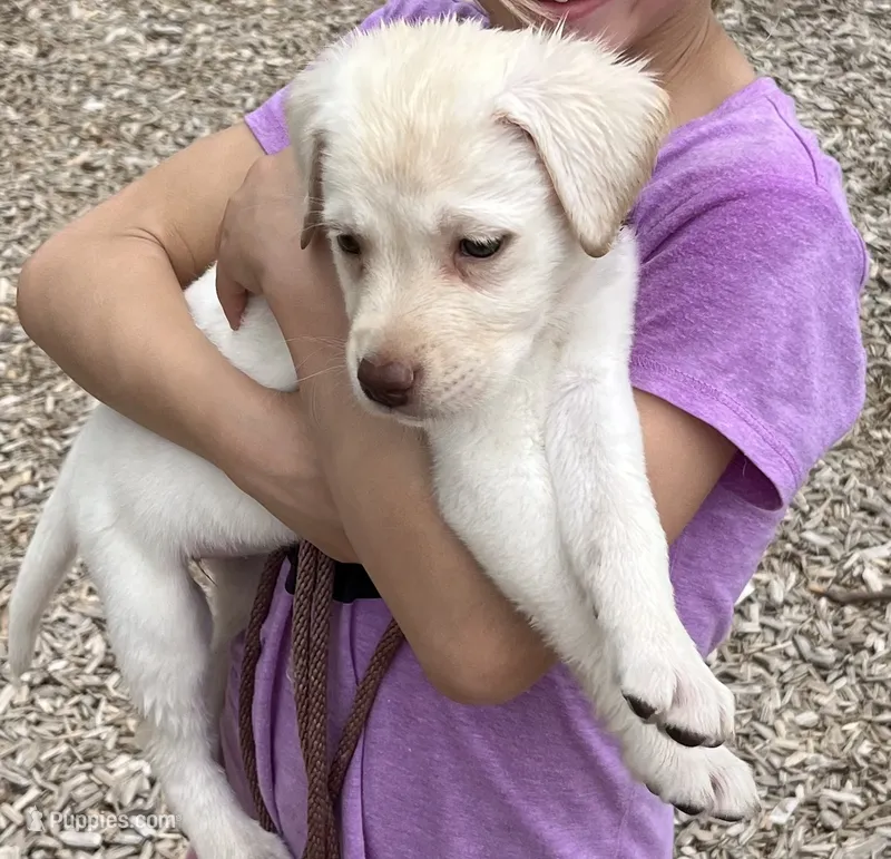 AKC LABS yellow – Labrador Retriever puppy for sale in Rochester, NY