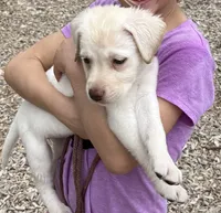 AKC LABS, a female Labrador Retriever for sale in Rochester, NY – 8 of 10
